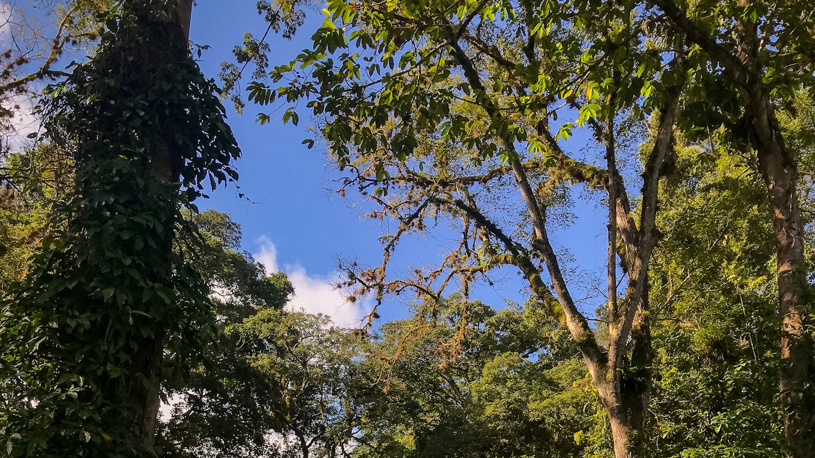 Descubre la majestuosidad de Yaxchilán